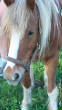 horses043.jpg