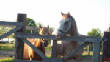horses120.jpg